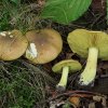 Tricholoma equestre, Kiefern-Grünling